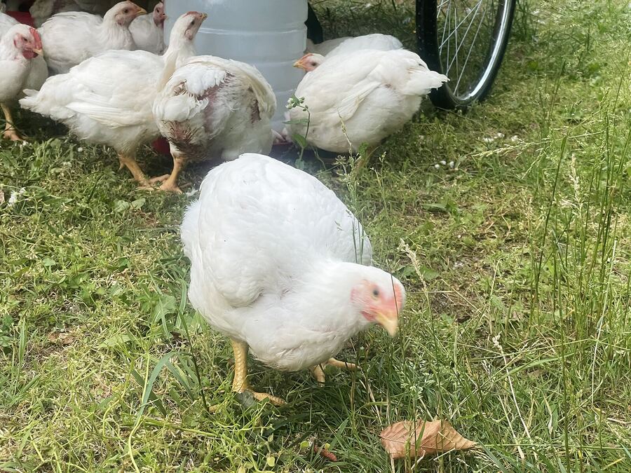 Our flock together on the pasture