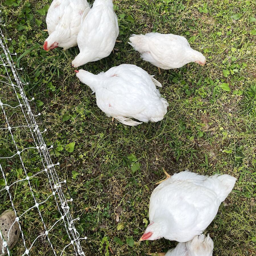 Chickens foraging in the grass, seen from above