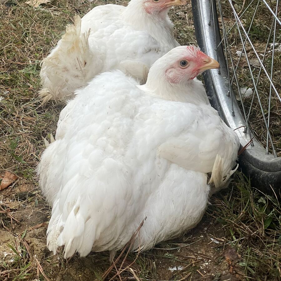 Two chickens resting in the shade
