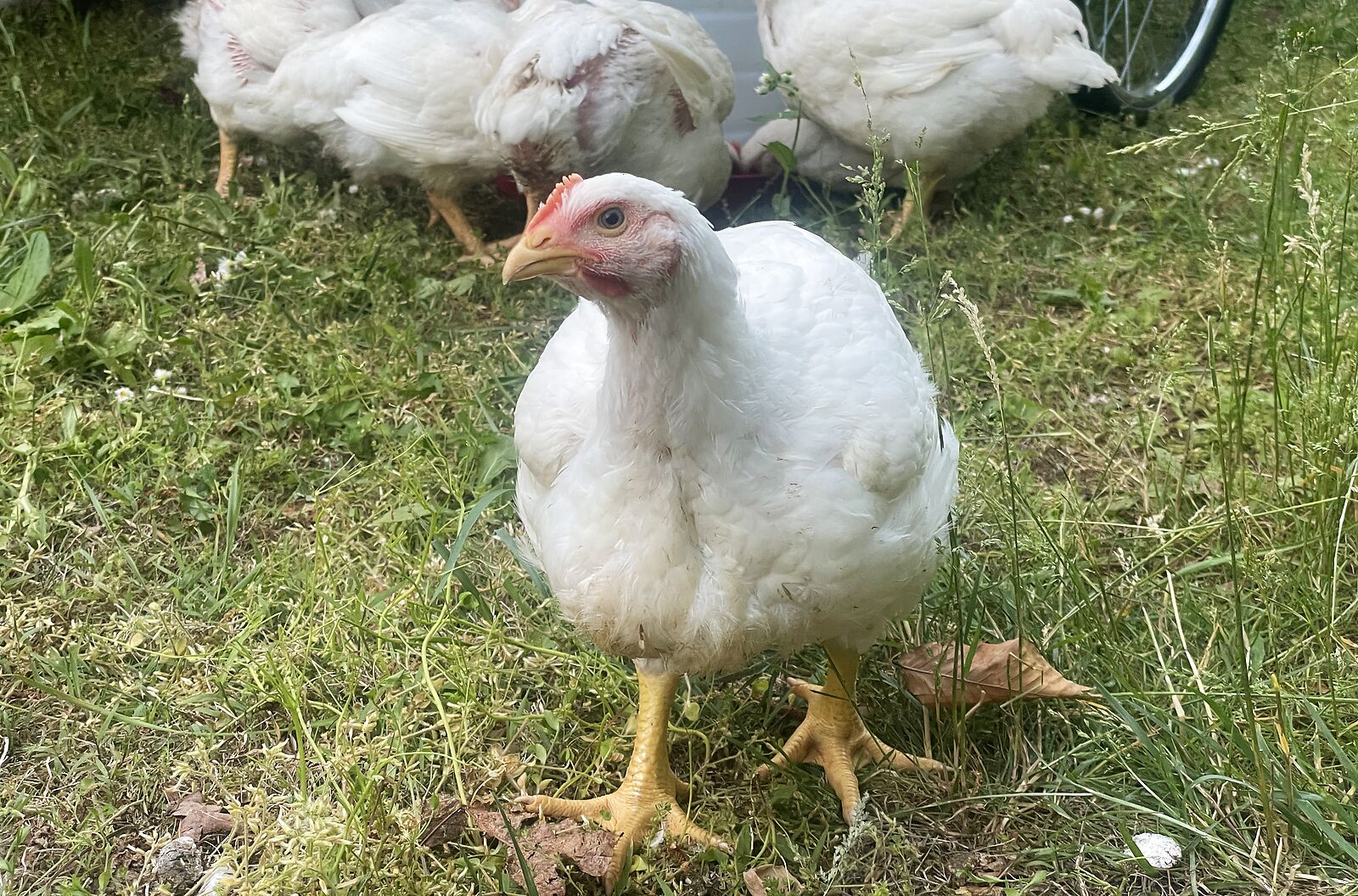 One of our chickens walking toward the camera on green grass
