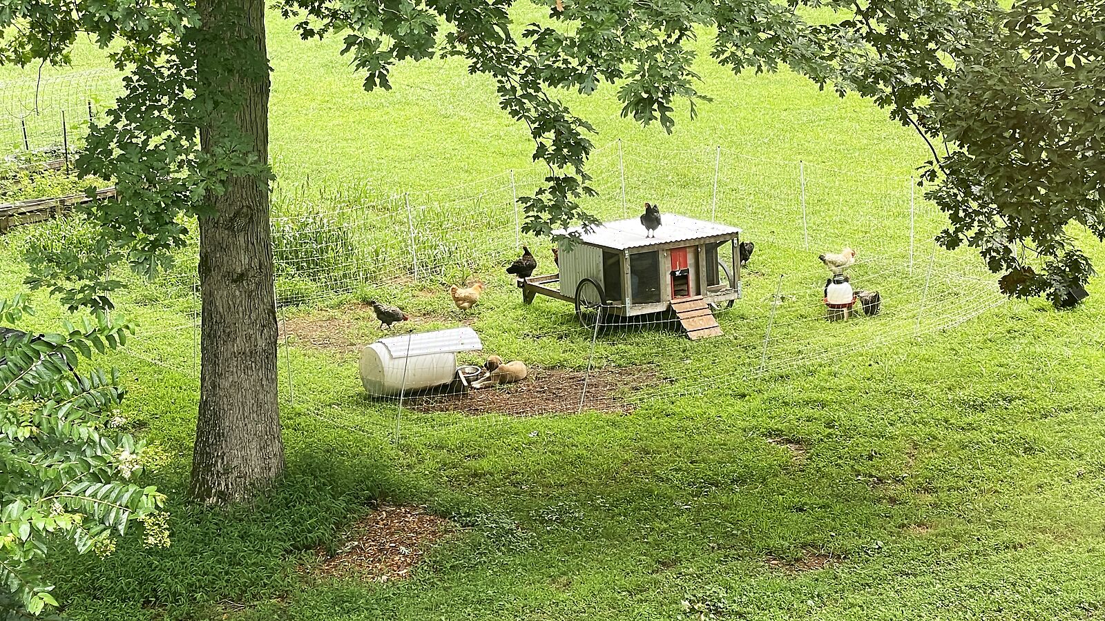 Our green pasture with a mobile chicken coop under a big shade tree
